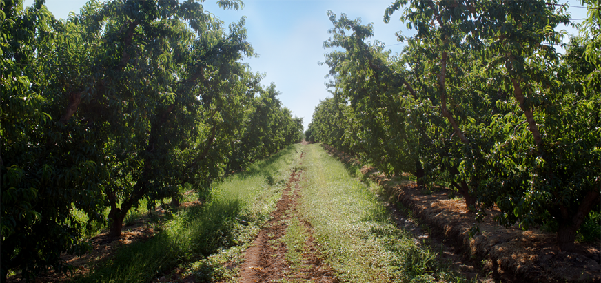 Home  California Fruit Company